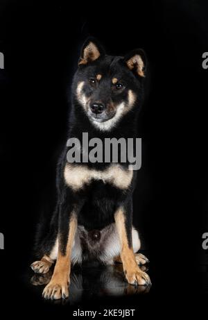 shiba inu vor schwarzem Hintergrund Stockfoto