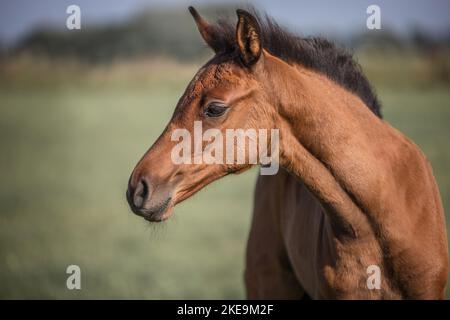 Oldenburger Pferdfohlen Stockfoto