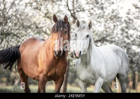 2 Berber Stockfoto