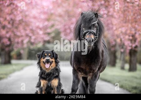 Hund und Pony Stockfoto