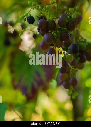 Trauben von reifenden Wein mit färbenden Blättern Stockfoto