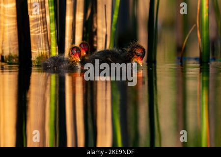 Nahaufnahme eines eurasischen Buschkänzens, das bei Tageslicht im Teich schwimmt Stockfoto