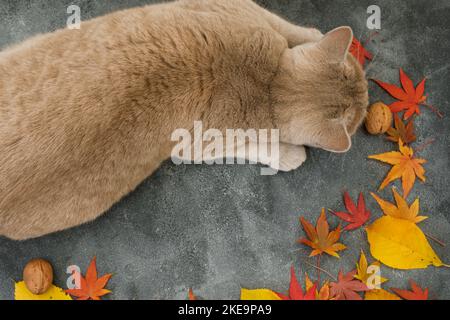 Katze auf dunklem Hintergrund. Schottische Katze mit herbstlichen Herbstblättern Stockfoto