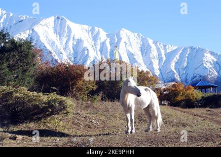 Ein weißes Pferd steht vor den schneebedeckten Bergen im Ringmo im Shey Phoksomdo Nationalpark Nepal Stockfoto