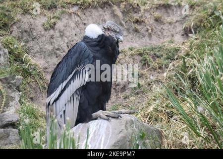 Andenkondor (Vultur gryphus), Parque Condor (Condor Park), Otavalo, Ecuador Männchen haben einen großen Karonkel (Kamm) und Wattle, den Weibchen fehlen. Geschlechter Stockfoto