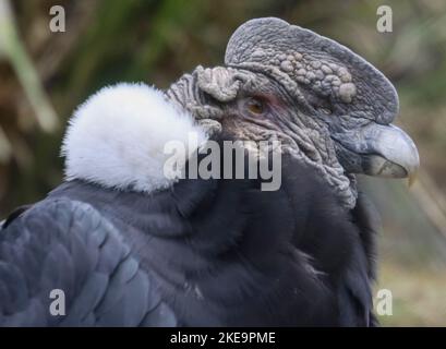 Andenkondor (Vultur gryphus), Parque Condor (Condor Park), Otavalo, Ecuador Männchen haben einen großen Karonkel (Kamm) und Wattle, den Weibchen fehlen. Geschlechter Stockfoto