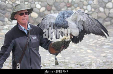 Der Schwarzkehlbussardler (Geranoaetus melanoleucus) ist ein Greifvogel der Familie der Falken und Adler (Accipitridae). Es lebt in offenen Regionen von Stockfoto