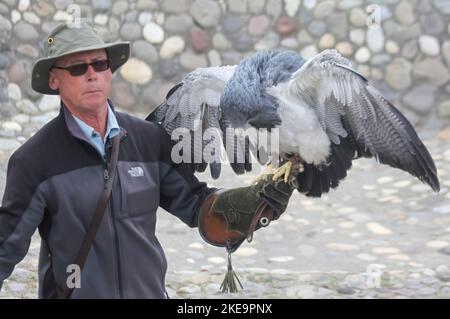 Der Schwarzkehlbussardler (Geranoaetus melanoleucus) ist ein Greifvogel der Familie der Falken und Adler (Accipitridae). Es lebt in offenen Regionen von Stockfoto