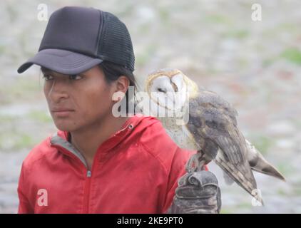 Gerettete Stalleule (Tyto alba), im Parque Condor (Condor Park), Otavalo, Ecuador Stockfoto