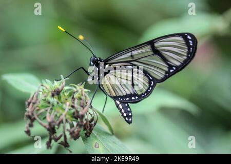 Schmetterling mit gefleckten Glasflügeln (Metona grandiosa) auf der Schmetterlingsfarm Mindo Mariposario, Mindo Valley, Ecuador Stockfoto