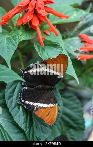 Rostbeulter Blattschmetterling (Siproeta epaphus) auf der Schmetterlingsfarm Mindo Mariposario, Mindo Valley, Ecuador Stockfoto