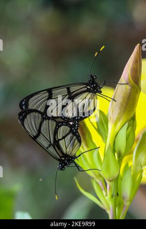 Schmetterling mit gefleckten Glasflügeln (Metona grandiosa) auf der Schmetterlingsfarm Mindo Mariposario, Mindo Valley, Ecuador Stockfoto