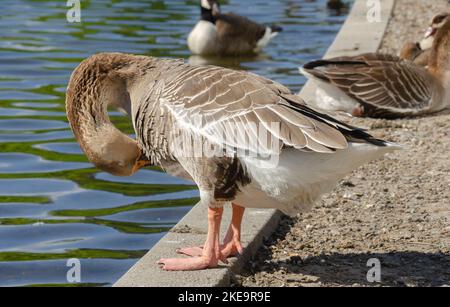 Wunderschöne Gänse im und auf dem Wasser Stockfoto