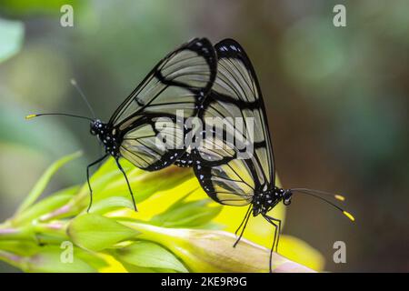 Schmetterling mit gefleckten Glasflügeln (Metona grandiosa) auf der Schmetterlingsfarm Mindo Mariposario, Mindo Valley, Ecuador Stockfoto