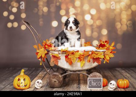 4 Wochen alter australischer Schäferhund Stockfoto