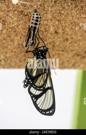 Schmetterling mit gefleckten Glasflügeln (Metona grandiosa) auf der Schmetterlingsfarm Mindo Mariposario, Mindo Valley, Ecuador Stockfoto