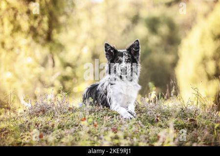 liegenden Border-Collie-Mischling Stockfoto