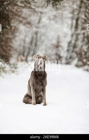 Labrador Retriever im Schnee Stockfoto