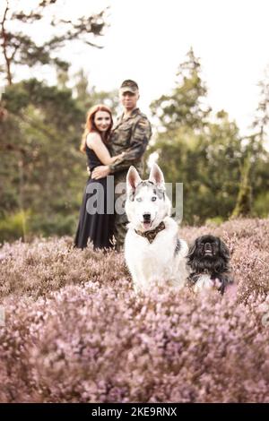 2 Hunde Stockfoto