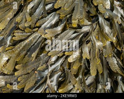 Seetang mit braunen/grünen Zähnen ( Fucus serratus) in Scottish Beach, Schottland, Großbritannien Stockfoto