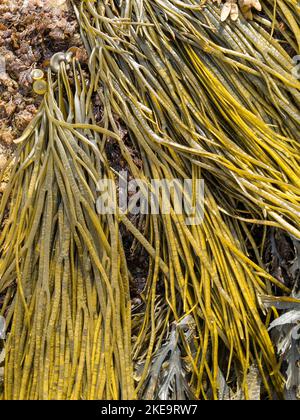 Sea Spaghetti, Thong Weed, Sea Thong Seaweed (Himanthalia elongata), das in Scottish Beach, Schottland, Vereinigtes Königreich angebaut wird Stockfoto