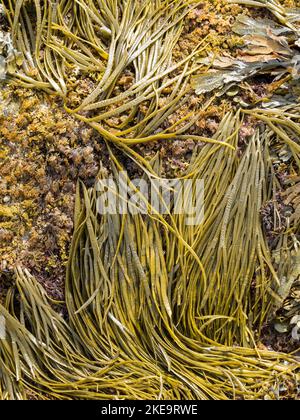 Sea Spaghetti, Thong Weed, Sea Thong Seaweed (Himanthalia elongata), das in Scottish Beach, Schottland, Vereinigtes Königreich angebaut wird Stockfoto