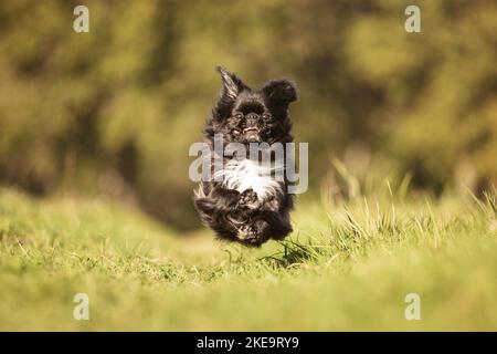 Pekinese im Sommer Stockfoto