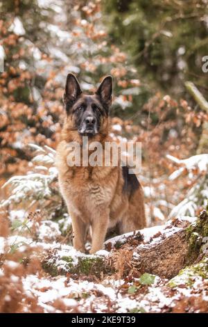 männliche Schäferhund Stockfoto