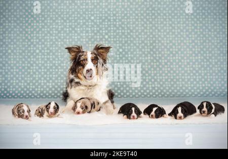 Australian Shepherds Stockfoto