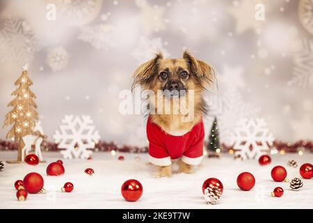 Jack-Russell-Terrier-Chihuahua im Studio Stockfoto