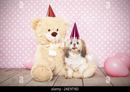 Shih Tzu im Studio Stockfoto