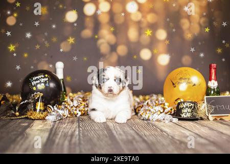 Australian Shepherd Welpen Stockfoto