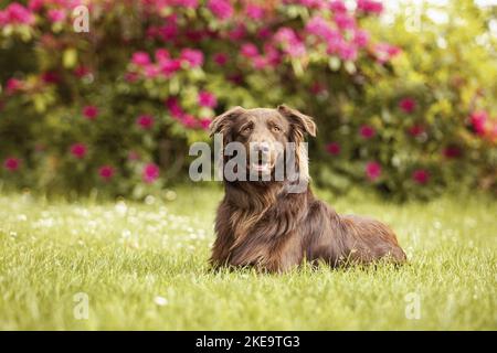 Flat-Coated-Retriever-Australian-Shepherd im Sommer Stockfoto