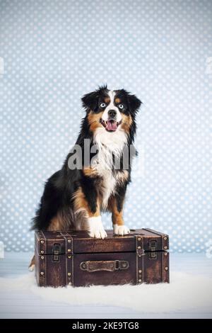 Miniatur American Shepherd im Studio Stockfoto