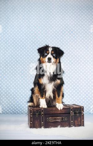 Miniatur American Shepherd im Studio Stockfoto