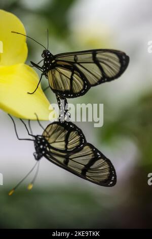 Schmetterling mit gefleckten Glasflügeln (Metona grandiosa) auf der Schmetterlingsfarm Mindo Mariposario, Mindo Valley, Ecuador Stockfoto