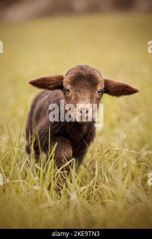 Coburg Fox Schaf Lamm Stockfoto