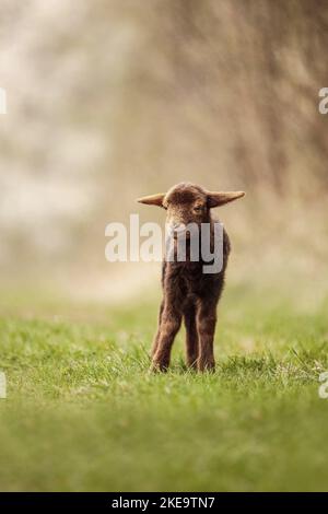 Coburg Fox Schaf Lamm Stockfoto