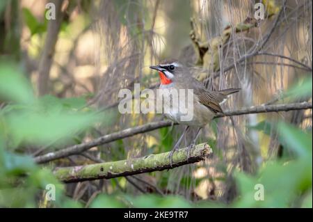 Siberian Rubythroat ist ein bodenliebender singvögel Asiens. Sie brüten hauptsächlich in Sibirien, während sie in Süd- und Südostasien überwintern. Stockfoto