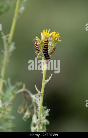 Zimtmotten-Raupen auf Ragmaische-Pflanze - England, Vereinigtes Königreich Stockfoto