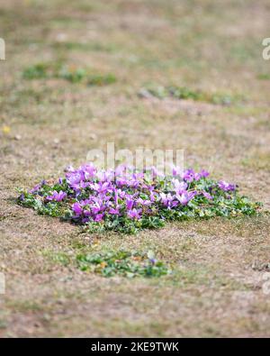 Prostrate gemeine Mallow (malva sylvestris), die als Bodenbedeckung in Wasteland angebaut wird – England, Vereinigtes Königreich Stockfoto