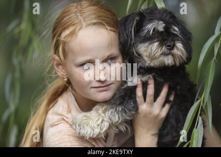 Havaneser Stockfoto