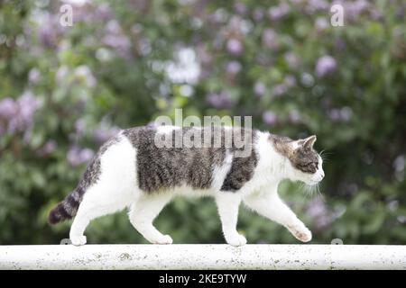 Tabby-weiße Katze Stockfoto