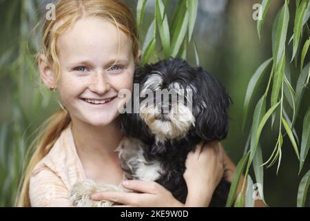 Havaneser Stockfoto