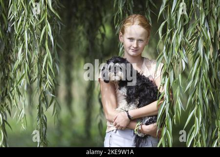 Havaneser Stockfoto