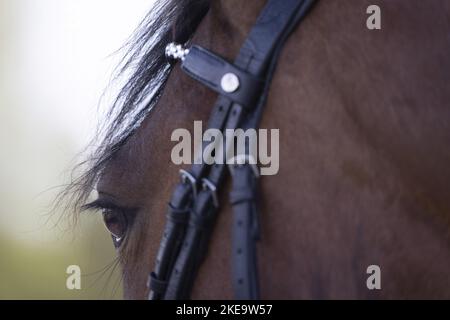 Warmblut-Auge Stockfoto