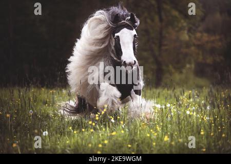 Irish Tinker Wallach Stockfoto