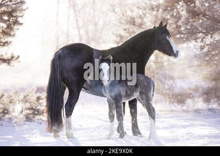 Walisisches Fohlen Stockfoto