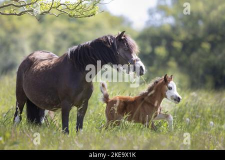 Welsh-A Stockfoto