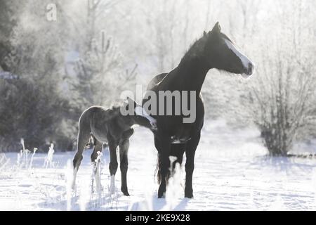 Walisisches Fohlen Stockfoto